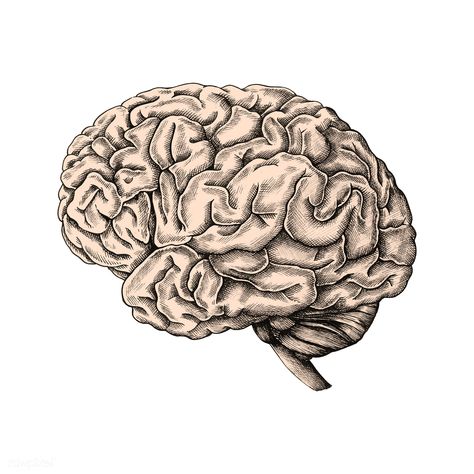 Hand drawn human brain | premium image by rawpixel.com Brain Art Drawing, Brain Vector, Brain Icon, Brain Drawing, About Brain, Brain Tattoo, Brain Illustration, Brain Art, Free Illustration Images