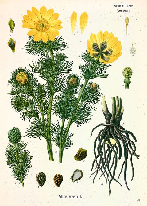 Adonis (plant) - Wikipedia, the free encyclopedia Antique Botanical Print, Illustration Botanique, Vintage Botanical Prints, Illustration Vintage, Plant Illustration, Plant Print, Large Picture Frames, Floral Gifts, Medicinal Plants