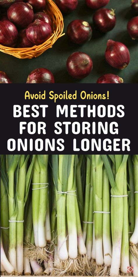 Green Onion Storage How To Store, How To Store Produce, How To Store Green Onions In Fridge, How To Store Onions, Storing Onions And Potatoes, Easy Homesteading, Store Onions, Homesteading Hacks, Potato Images