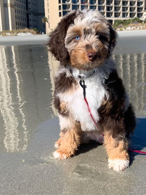 Mini Aussiedoodle Puppy, Australian Doodle Puppy, Golden Aussiedoodle, Aussie Doodle Full Grown, Ausidoodle Puppies, Mini Aussiedoodle Full Grown, Aussiedoodle Mini, Gore Doodle, Miniature Aussiedoodle