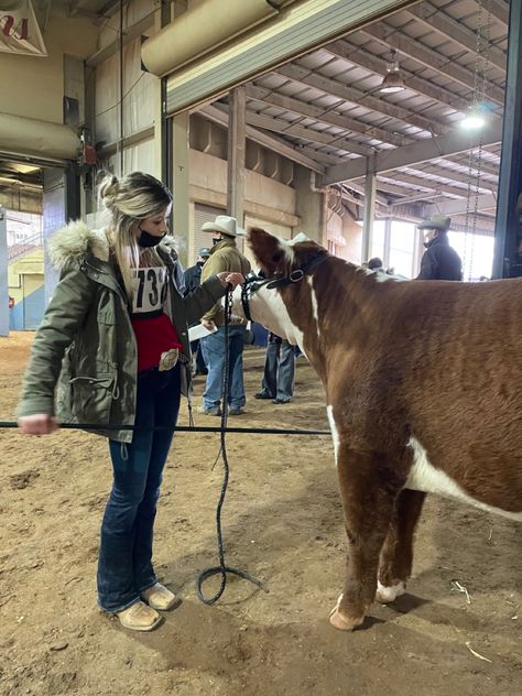 Livestock Show Aesthetic, Livestock Show Pictures, Cattle Show Outfits, Livestock Show Outfits, Stock Show Outfits, Show Cattle Aesthetic, 4h Livestock, Shorthorn Cattle, Shorthorn Show Cattle