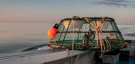 Looking to catch more crabs? Check out these 5+ tips for making the perfect crab traps! Our expert guide will show you how to create traps that are effective, durable, and easy to use. Whether you're a seasoned crabber or just getting started, these tips will help you improve your catch and enjoy more delicious seafood. Pin this post to your board and start building your own crab traps today! #crabtrapping #fishingtips #seafoodlovers Fish Trap, How To Make A Crab Trap, Catfish Trap, Crawfish Traps, How To Clean Dungeness Crab, Crab Species, Crab Trap, Crab Dishes, Fishing Supplies