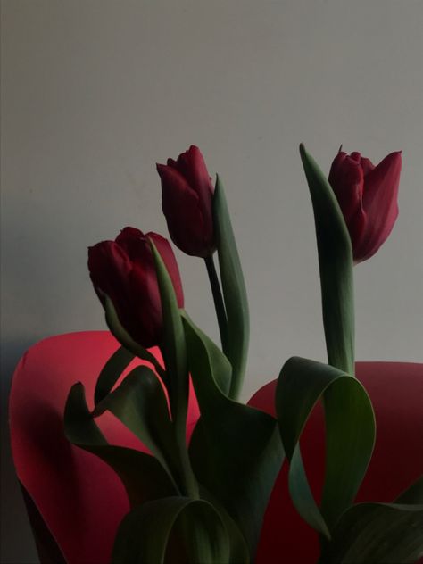 Tulipanes rojos Dark Red Tulips, Red Tulips, Red Dark, Secret Garden, Tulips, Red, Quick Saves, Color