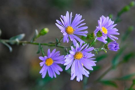 Symphyotrichum laeve (Smooth Aster, Smooth Blue Aster) | North Carolina Extension Gardener Plant Toolbox Aster Flower Photography, Nicole Mcdonald, Aster Arcadia, Pollinator Garden Design, Flower References, Printmaking Ideas, Floral Design Classes, Drought Tolerant Garden, Aster Flower