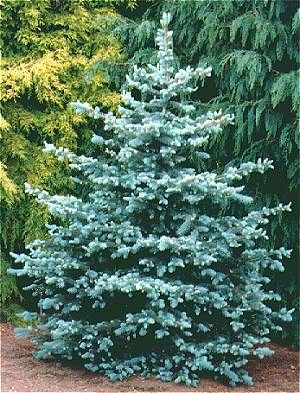 https://flic.kr/p/nuVWw6 | Picea Pungens glauca Picea Pungens Glauca, Colorado Blue Spruce, Picea Pungens, Rogers Gardens, Spruce Tree, Evergreen Plants, Blue Spruce, Evergreen Trees, Evergreen Shrubs