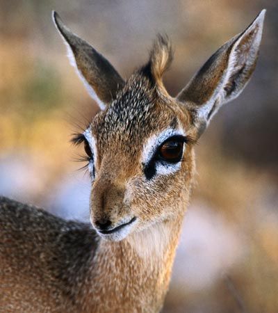 Kinds Of Animals, Dik Dik, African Antelope, African Buffalo, Animal Facts, Wild Dogs, African Elephant, Large Cats, African Animals