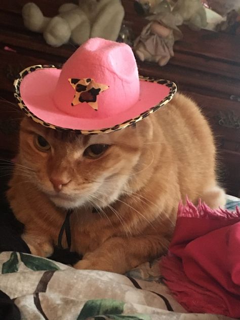 So basically i put my cat in a hat Paw Cat, Cats Paw, Orange Cat, My Cat, Cat Toys, Cowboy, Toys, Orange, Hats