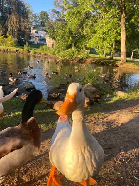 Comment if you like ducks!🦆🦆 Cottagecore Animals, Pet Ducks, Dream Farm, Farm Lifestyle, Future Farms, Animal Sanctuary, Pretty Animals, Cute Animal Photos, Nature Aesthetic