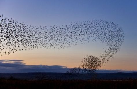 THE SWALLOWS OF SAN JUAN CAPISTRANO | MULIEBRAL VIEWPOINT Swarm Intelligence, St Gemma Galgani, Some Inspirational Quotes, Bird Quotes, Sign Of The Cross, Flock Of Birds, San Juan Capistrano, Swallows, Digital Trends