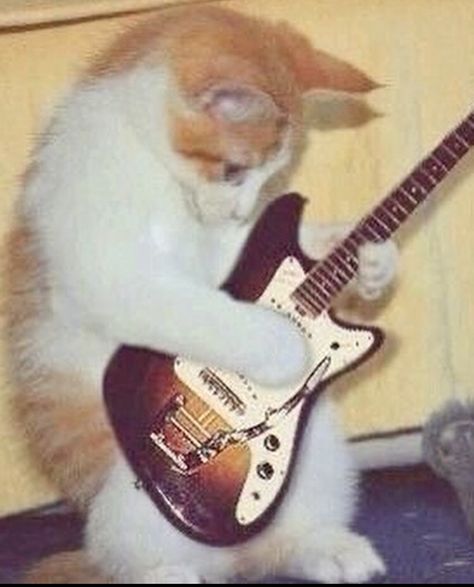 Playing Guitar, A Cat, Guitar, Orange