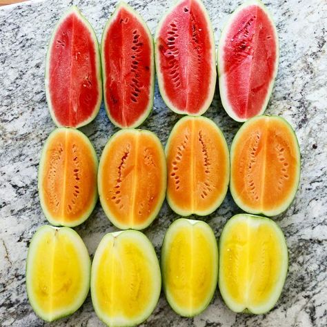 Savraj on Instagram: "Recently my in-laws brought us some heirloom varieties of yellow & orange watermelons. WOAH! They also brought us seeded red watermelons that were shaped like large avocados.🌞 Guess which color was the sweetest? Orange was the sweetest! If we ate red watermelon after eating the orange one, we couldn't even taste the red! Sometimes yellows can be very sweet (sweeter than red ones), however, this time around orange was the best. Have you tried different colored watermelons Grateful For It All, Salad Watermelon, Patio Gardening, Watermelon Cocktail, Easy Patio, Red Watermelon, Watermelon Drink, Watermelon Salad, Watermelon Recipes