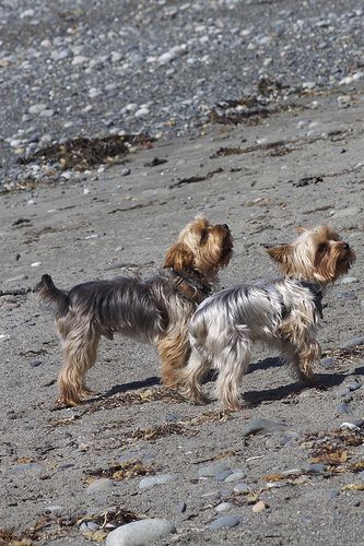 Silver Yorkie, Yorkie Puppy Haircuts, Yorkshire Terrier Grooming, Yorkie Cuts, Smallest Dog, Yorkie Moms, Yorkie Terrier, Yorkie Lovers, Silky Terrier