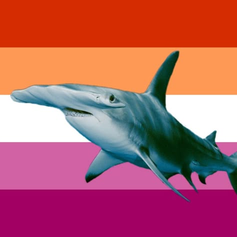 Hammerhead Shark Pfp, Aesthetic Shark Wallpaper Desktop, Shark Desktop Wallpaper Aesthetic, Shark Athstetic, Shark Lesbian Flag, Albino Rainbow Shark, Sunset Flag, Hammerhead Sharks, Pride Stuff