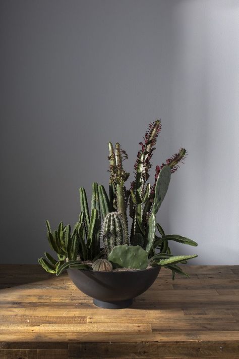 Form & functionality are equally weighted in the matte black Fortis Bowl. Made from food-safe ceramic, you can serve food, display flowers, or plant an arrangement of succulents. Its modern, sleek simplicity creates a stunning centerpiece. Dimensions: 16.5 x 16.5 x 7.75 Opening Size 16" Material: Ceramic Full Shipping & Return Policy Plant Centerpieces, Cactus Arrangement, Succulent Bowls, Indoor Cactus, Succulent Centerpieces, Cactus Planter, Terrarium Plants, Garden Girls, Food Display