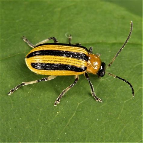 Squash Bugs, Flea Beetles, Cucumber Beetles, Earwigs, Row Covers, Spider Mites, Insect Pest, Overwintering, Plant Diseases