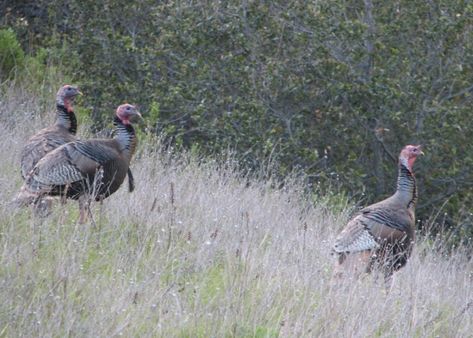 Wild Turkey Recipes Crockpot, Turkey Marinade, Turkey In Oven, Turkey Cooking Times, Wild Turkey Recipes, Turkey In A Bag, Turkey Crockpot Recipes, Fresh Turkey, Turkey Breast Recipe