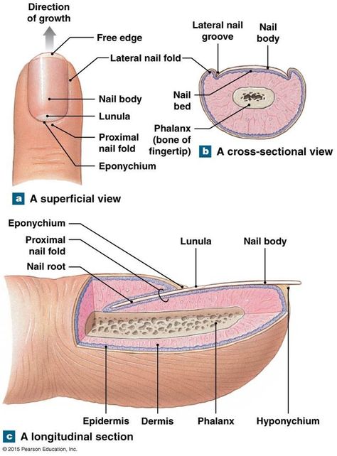 Nail Tech School, Skin Anatomy, Labeling Activities, Nail Courses, Nail Techniques, Nail Pictures, Human Anatomy And Physiology, School Nails, Body Anatomy