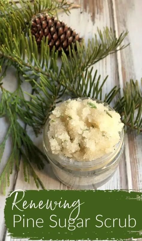 Looking for a wonderful scrub for the winter or holiday season... (or anytime if you live in the woods)? This renewing pine sugar scrub is just the thing to soothe and smooth your skin! #pinesugarscrub #firsugarscrub #evergreensugarscrub #christmastreesugarscrub Body Scrub For Glowing Skin, Pine Needle Oil, Christmas Sugar Scrubs, Scrub For Glowing Skin, Supplements For Skin, Diy Natural Beauty Recipes, Diy Body Scrub Recipes, Natural Sugar Scrubs, Brown Sugar Scrub