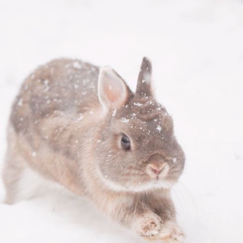 Bunnies In Snow, Winter Rabbit, Somebunny Loves You, Cute Bunny Pictures, Snow Bunny, Bunny Pictures, Pet Bunny, Snow Bunnies