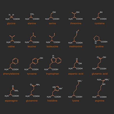 These Are the Amino Acid Structures Organic Chem, Organic Chemistry Study, Chemistry Basics, Mcat Study, Chemistry Lessons, Chemistry Notes, Chemical Structure, Teaching Biology, Research Scientist