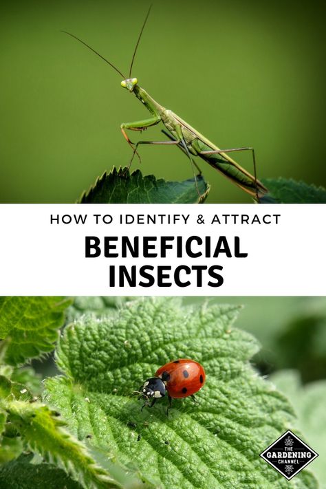 Follow this guide on how to attract beneficial insects to the garden. Learn to identify insects that will benefit the garden. #gardeningchannel #gardening #growingvegetables #vegetablegardening Insect Eggs, Seed Starter Kit, Garden Layout Vegetable, Scale Insects, Attracting Beneficial Insects, Garden Insects, Gardening Techniques, Smart Garden, Earthworms