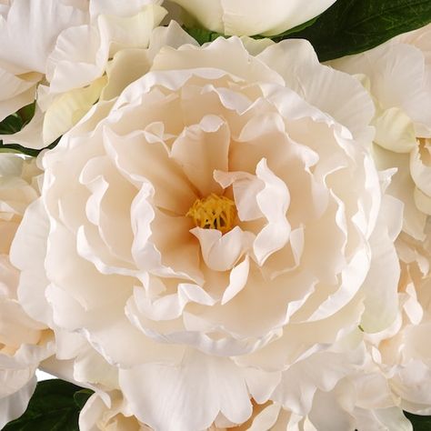 Ivory Peony Bouquet, Astilbe Bouquet, Cream Peonies, Cream Peony, Peony Care, Itoh Peonies, Pink Peonies Bouquet, Peony Bush, Spring Wedding Bouquet