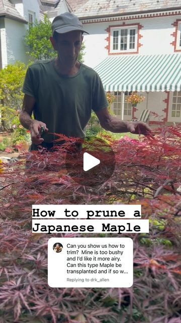 Warren Lewis Landscaping on Instagram: "Today we’re pruning a Japanese Maple tree. Thanks for commenting & sending in relevant questions!   #landscaping #gardening #trees #pruning #japanesemaple" Pruning Japanese Maples Trees, Chinese Maple Tree, Japanese Maple Tree Varieties, Japanese Maple Tree Landscape, Maple Tree Landscape, Japanese Maple Garden, Japanese Maple Care, Japanese Garden Plants, Gardening Indoors