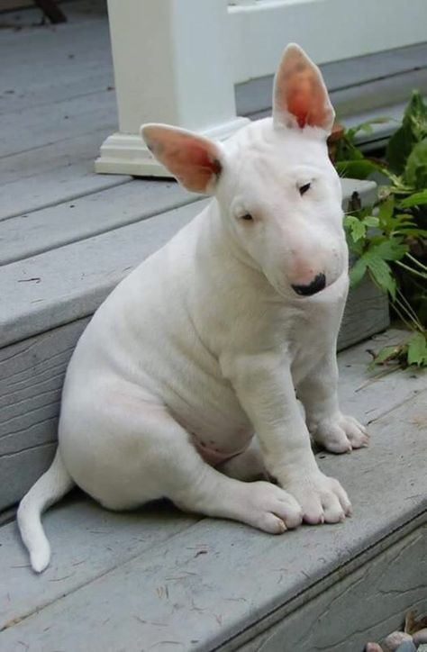 Bull terrier pup American Bull Terrier, Nature Wallpapers Aesthetic, White Bull Terrier, Mini Bull Terriers, Miniature Bull Terrier, Tattoo Animal, Tattoo Nature, Bull Terrier Puppy, Puppies Cute