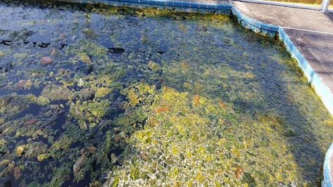 Black Algae In Pool, How To Get Rid Of Algae In Pool, Clean Pool Water, Pool Dimensions, Swimming Pool Dimensions, Pool Stains, Green Pool Water How To Clear, Green Pool Water, Cloudy Pool Water