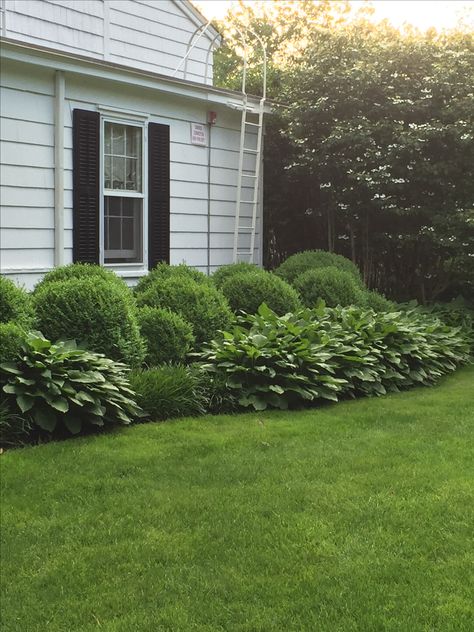 Hostas and boxwood at 1770 Front Yard Boxwood Landscaping, Front Yard Boxwood, Large Raised Garden Beds, Boxwood Landscaping, Landscape Yard, Front Landscape, Boxwood Garden, Corner Garden, Front Landscaping