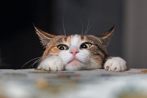 A curious cat peering out over a table. Getting Rid Of Mice, Gatto Carino, Cat Urine, Two Cats, Feral Cats, Ginger Cats, Ragdoll Cat, Domestic Cat, Drink Milk