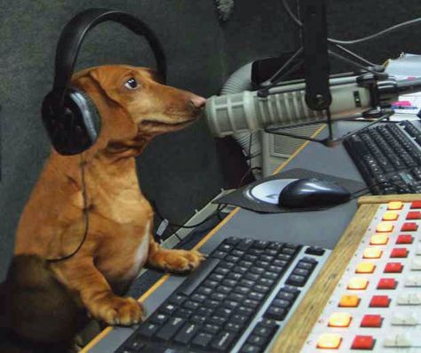 We couldn't be happier to report that the first and only full-time canine radio host in America is a Dachshund:  Meet 'Hobbes!'  This han... Weenie Dogs, Silly Dogs, Dachshund Lovers, Dachshund Puppies, Dachshund Love, Silly Animals, Weiner Dog, Wiener Dog, Funny Animal Memes