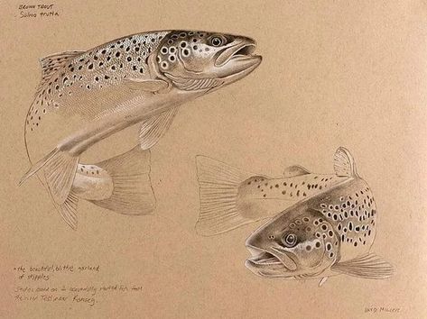 Trout Art, Mixed Media Drawing, Fly Fishing Art, Media Drawing, Trout Fish, David Miller, Watercolor Art Landscape, Art Cart, Sketch Pencil