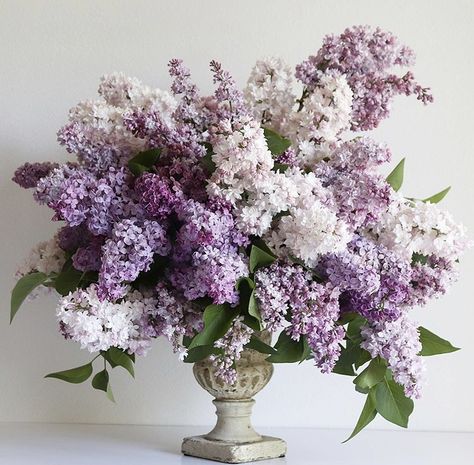 Lilac Wedding Decorations, Wisteria Wedding, Lilac Wedding Bouquet, Lilac Bouquet, Mums Flowers, Hydrangea Bouquet, Flower Arrangements Simple, Wedding Table Flowers, May Weddings