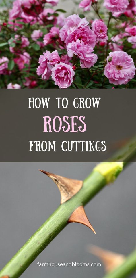 two pictures, one of pink roses, and one of rose stems with thorns Propogate Roses, Propagate Roses From Cuttings, Growing Roses From Cuttings, Planting Rose Bushes, Grow Roses From Cuttings, Roses From Cuttings, Grow From Cuttings, Rose Bush Care, How To Grow Roses