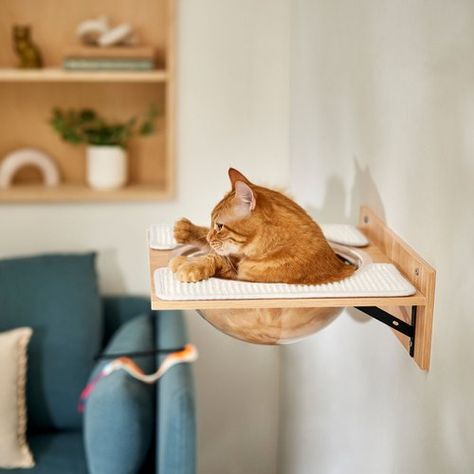 Frisco Wall Mounted Cat Wall Shelf—This wall-mounted hangout from Frisco by Chewy gives your cat a quirky new option for laying low while staying up! Its cushy digs and funky design make for a singular space they’ll love hiding out inside. An interior cushion offers a comfy place to crash and it’s removable and washable, so housekeeping is never a problem. A sisal mat on the roof offers another place to perch from and the modular design means you can add on more units, turning a cat condo into a Cat Tree Plans, What Cats Can Eat, Unique Wall Shelves, Herding Cats, Angora Cats, Cool Cat Trees, Cat Wall Shelves, Cat Wall Furniture, Pet Hammock