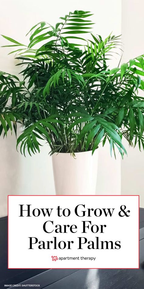 Parlor Palm Care Tips, Parlor Palm Care, Palm Plant Indoor, Indoor Plant Garden, Palm Plant Care, Indoor Plant Ideas, Palm House Plants, Indoor Palm Trees, Indoor Palms