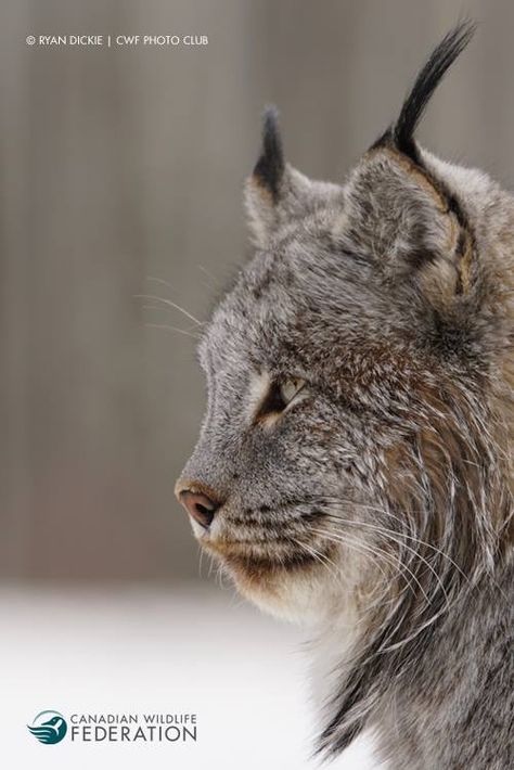 Canada lynx Canada Lynx, Canadian Wildlife, Photo Club, Photo Of The Day, Small Cat, Cat Sleeping, Side Profile, In The Wild, Lynx