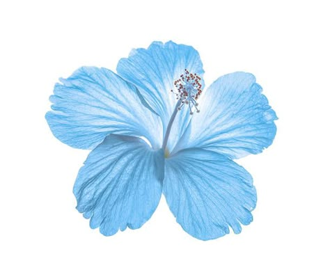 Hibiscus Stock Photos, Pictures & Royalty-Free Images Beach Wall Collage, Blue Flower Wallpaper, Blue Hibiscus, Flower Icons, Summer Icon, Symbol Of Love, Blue Pictures, Iphone Wallpaper Photos, Favorite Flower