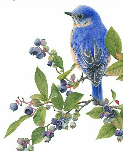 Bird Artwork, 수채화 그림, Botanical Painting, Bird Pictures, Bird Drawings, Bird Photo, Flower Art Painting, Bird Illustration, Watercolor Bird