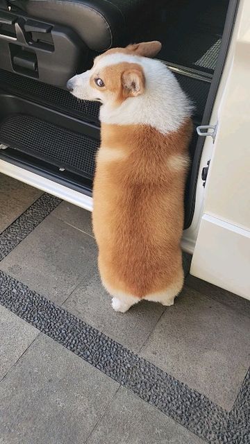 Corgi Videos, Corgi Gif, Corgi Butts, Her Office, Help Me, Funny Animals, I Want, On Instagram, Instagram