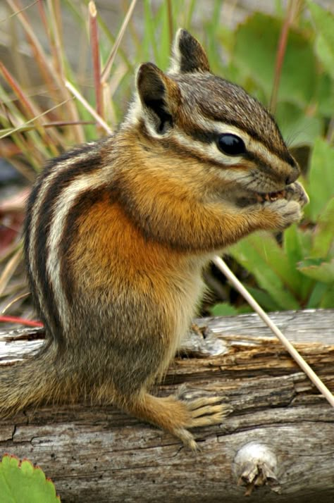 Rodent Control, Chinchillas, Humming Bird Feeders, Rodents, Chipmunks, Animal Photo, Cute Little Animals, 귀여운 동물, Woodland Animals