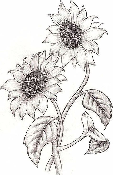 Draw Sunflower - Golfpachuca.com D37 Pencil Sketches Of Girls, Beautiful Pencil Sketches, Sunflower Sketches, Drawing Dragon, Cute Easy Paintings, Sunflower Illustration, Pencil Drawings Of Flowers, Sunflower Drawing, Stippling Art