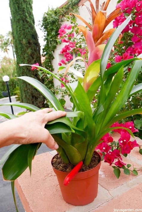 Bromeliads Garden, Bromeliads Landscaping, Easy Houseplants, Florida Garden, Making Plant Pots, Inside Plants, Backyard Paradise, Indoor Gardens, Plant Identification