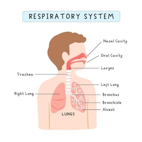 Human Respiratory System Drawing, Respiratory System Drawing Easy, Respiratory System Drawing, Respiratory System Poster, Respiration System, System Infographic, Human Respiratory System, School Drawings, Homeschool Preschool Activities