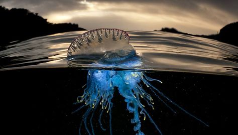 The Portuguese man o' war is not a jellyfish! They are a colony of thousands of smaller animals called “zooids” National Geographic Photo Contest, Cnidaria, Under The Water, Underwater Photos, Matt Smith, Ocean Creatures, National Geographic Photos, Underwater Photography, In The Ocean