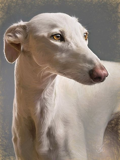 Spanish greyhound. Grey Hounds, Grey Hound, Greyhound Dog, Regard Animal, Greyhound Art, Designer Dog Collars, Dog Backpack, 강아지 그림, Grey Hound Dog