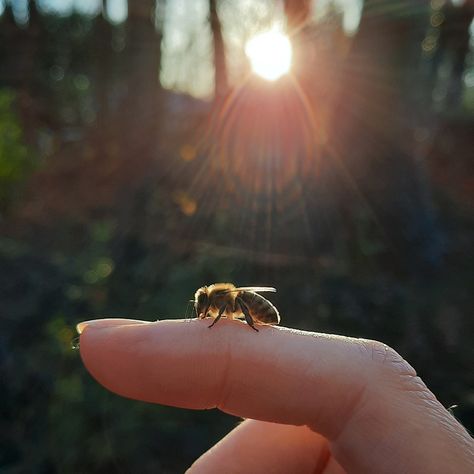 Bees love me. 🥰 Bee Moodboard, Honey Bee Aesthetic, Bees Aesthetic, Witches Aesthetic, Bee Aesthetic, Catherine Cowles, Honey Aesthetic, Pony Rider, Willow Park