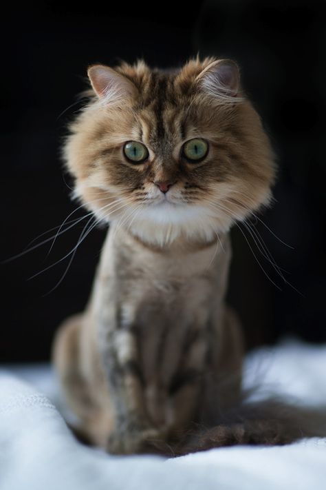 Unfortunate Cat Haircut - The Cutest Little Kitten Turns into a Mini-Lion - My Modern Metropolis Cat Haircuts, Teddy Bear Haircut, Cat Grooming Styles, Clipping Cat Nails, Cat Haircut, Kitten Pics, Cat Groomer, Creative Grooming, Panthera Leo