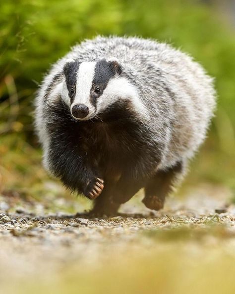 European Badger, Wild Animals Pictures, Honey Badger, Wild Creatures, Super Cute Animals, Wildlife Animals, Weird Animals, Animals Of The World, Cute Little Animals